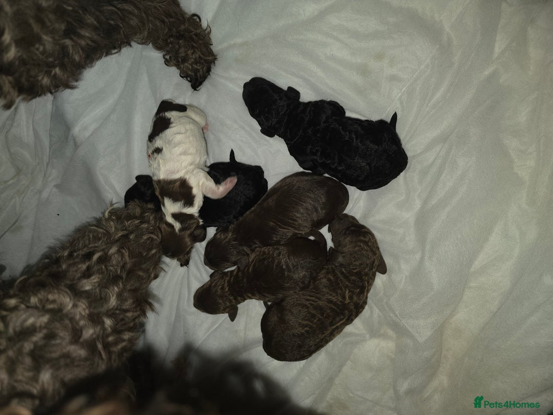 Cockapoo dogs for sale: Adorable cockapoo puppies - Advert 3