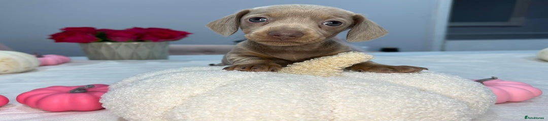 Miniature Dachshund Puppy 4