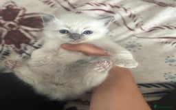 Ragdoll cats for sale: Ragdoll Kittens  - Image 4