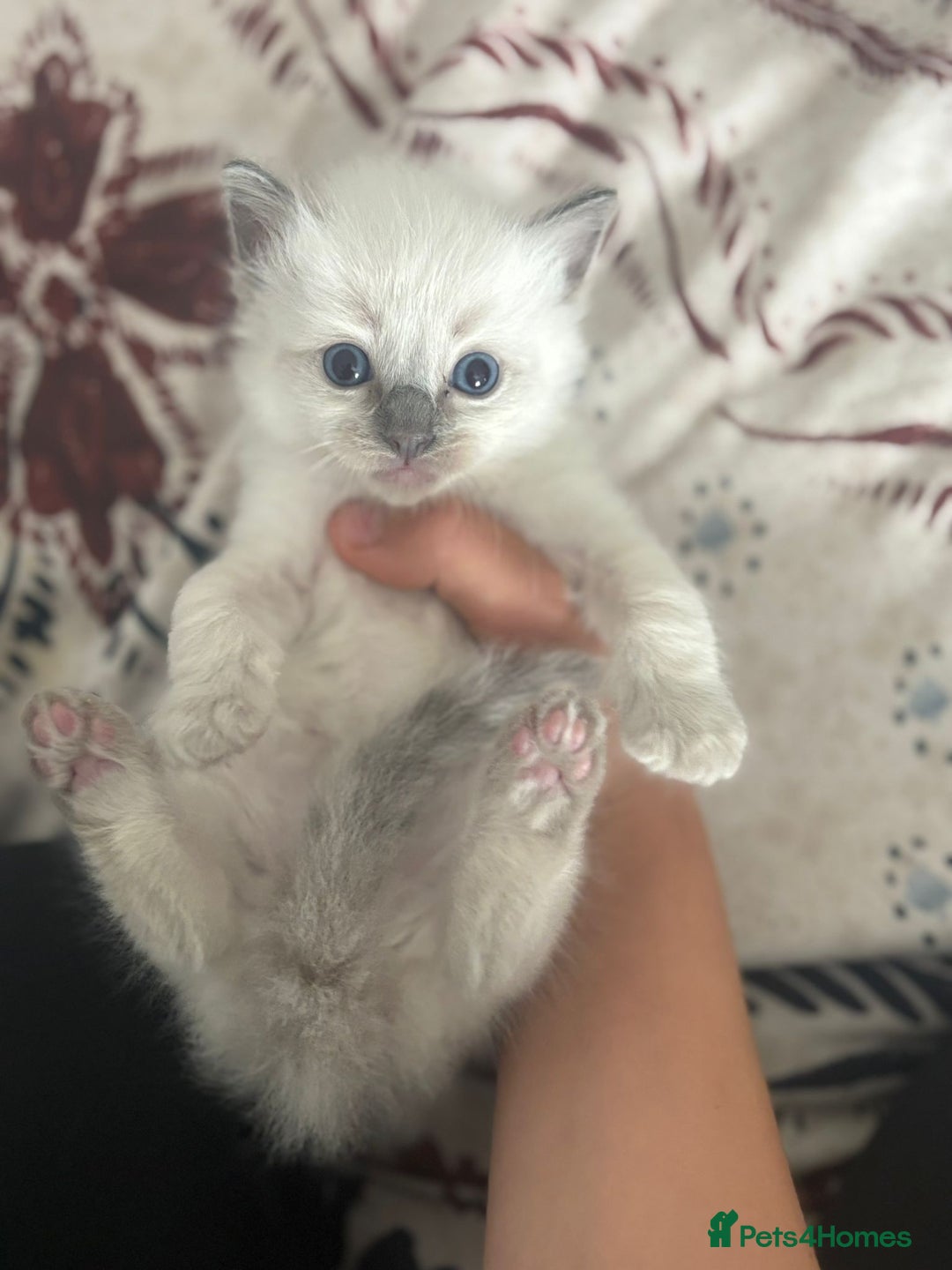 Ragdoll cats for sale: Ragdoll Kittens  - Image 4