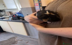 Guinea Pig rodents for sale: Male Guinea pigs  - Image 4