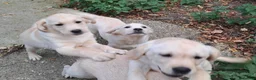 Labrador Retriever dogs for sale: KC reg, robust Labrador puppies. Fully inocs. - Advert 6