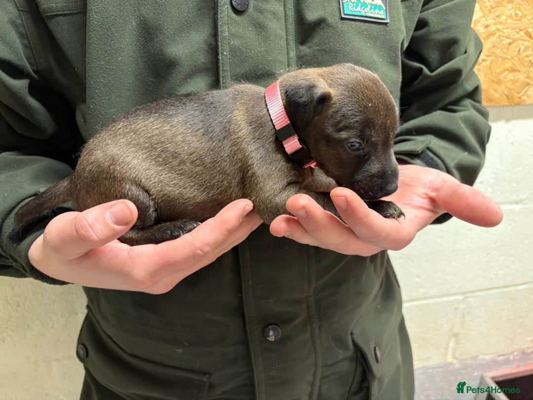 Patterdale Terrier dogs for sale: Patterdale Terriers - Advert 6