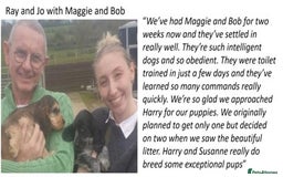 Cocker Spaniel dogs for sale: Stunning Show Cockers-Health Checked,KC Registered - Image 26