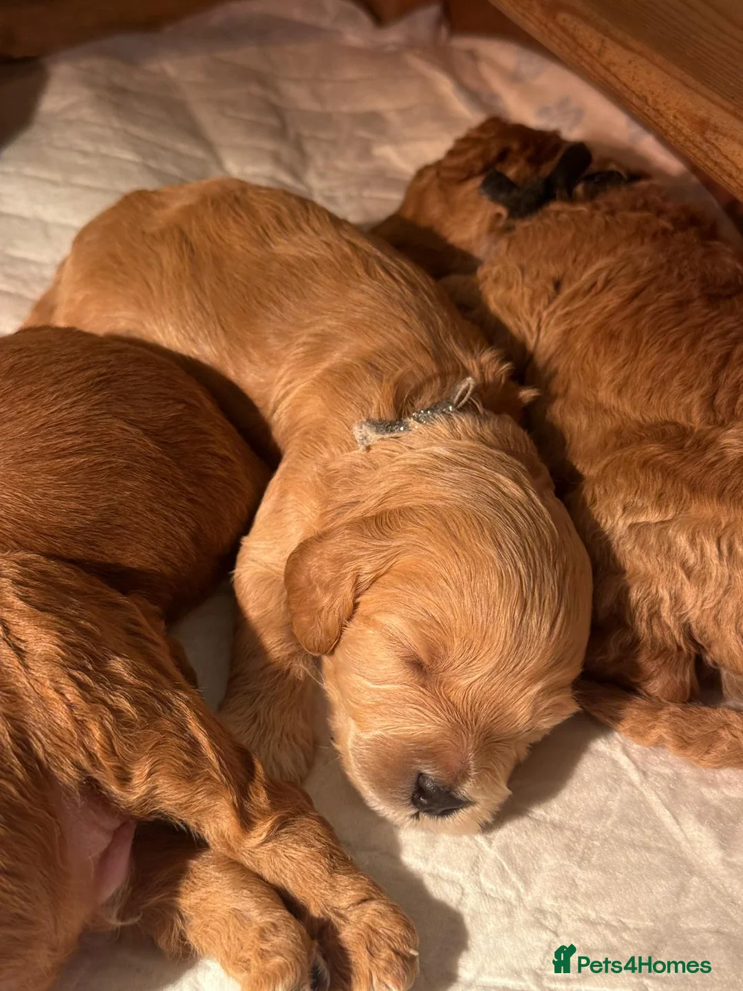 Mixed Breed dogs for sale: BORN07/03/2026 Beautiful male poochon/cockerpoo - Advert 2