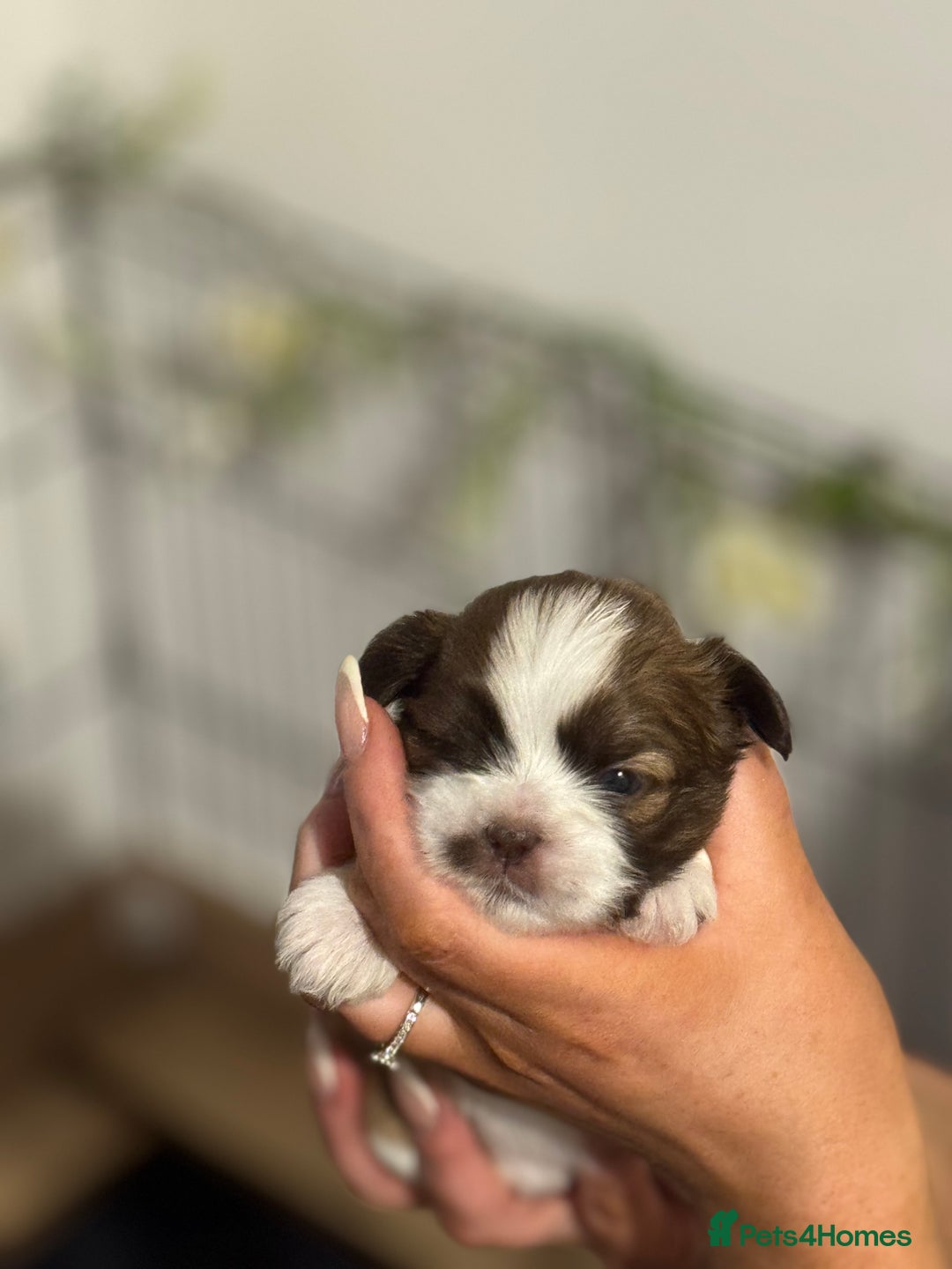 Shih Tzu dogs for sale: 🐾 Beautiful Shih Tzu Puppies🐾 - Image 16