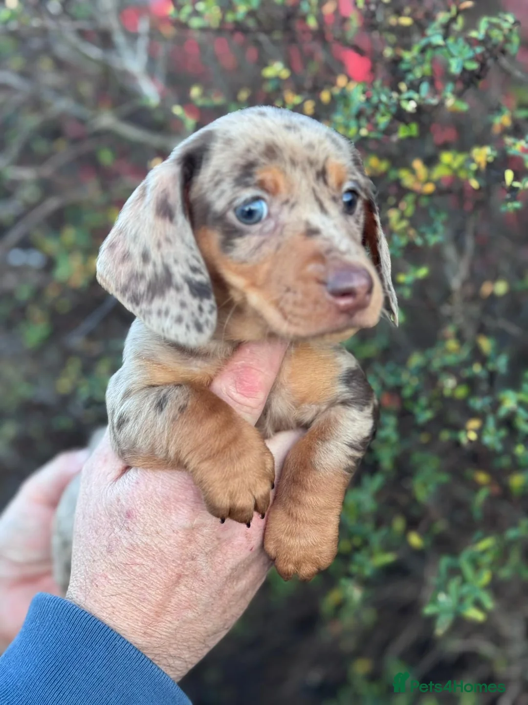 Miniature Dachshund dogs for sale: Miniature daushand  - Advert 15