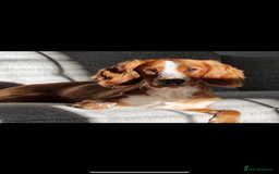 Cockapoo dogs for sale: Gorgeous F2B Cockapoo puppies  - Image 18