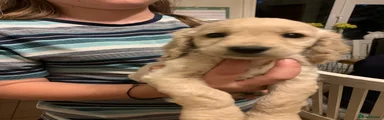 Cockapoo 3