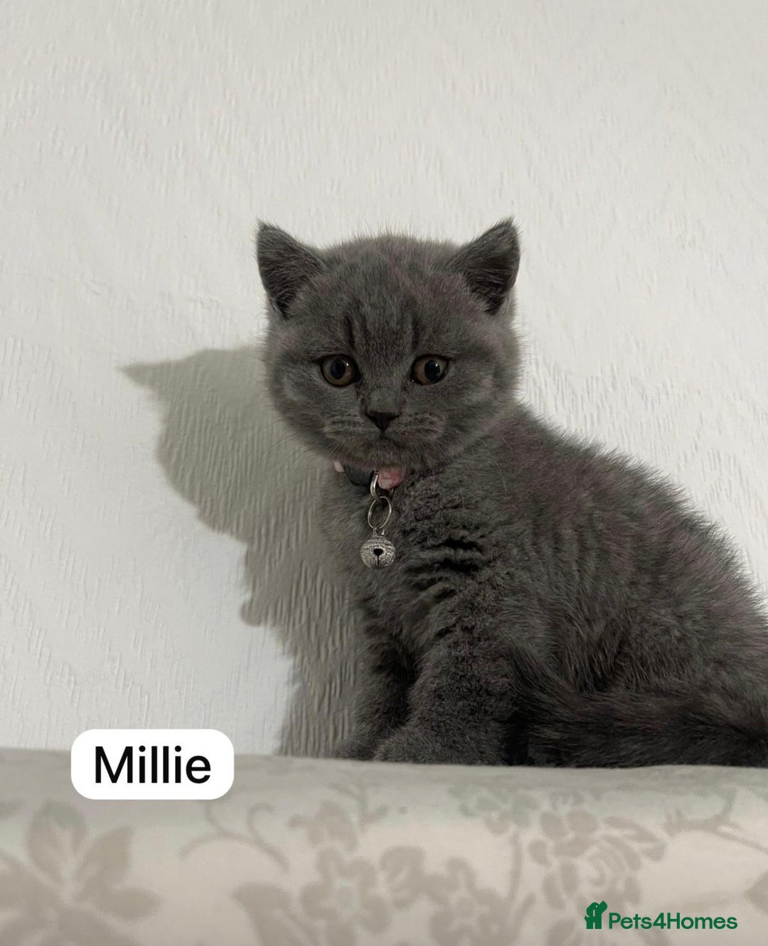 British Shorthair cats for sale: British short hair kittens for sale - Advert 3