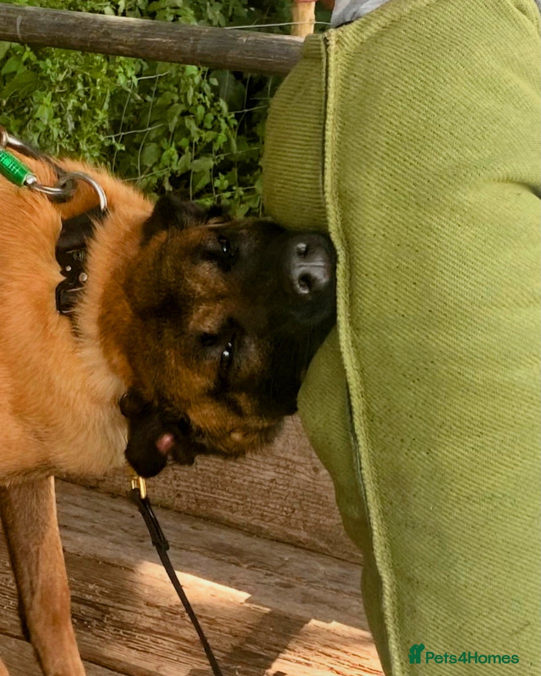 Belgian Shepherd Dog dogs for stud: NASDU2 KC Malinois Import for Stud - Advert 3