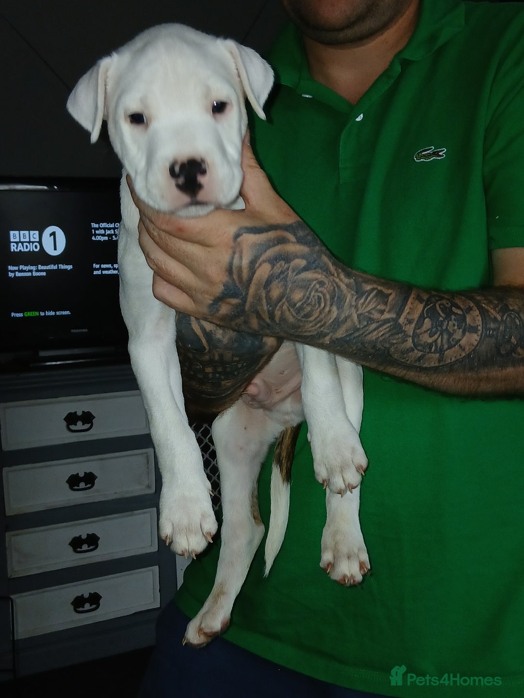 Mixed Breed dogs for sale: 3 loving puppys for sale - Image 11
