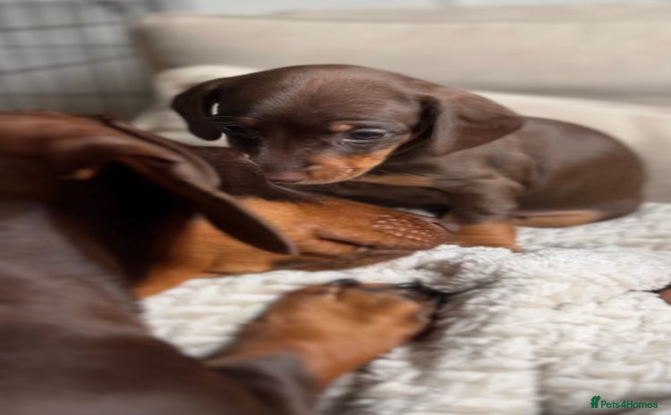 Miniature Dachshund dogs - Advert 2