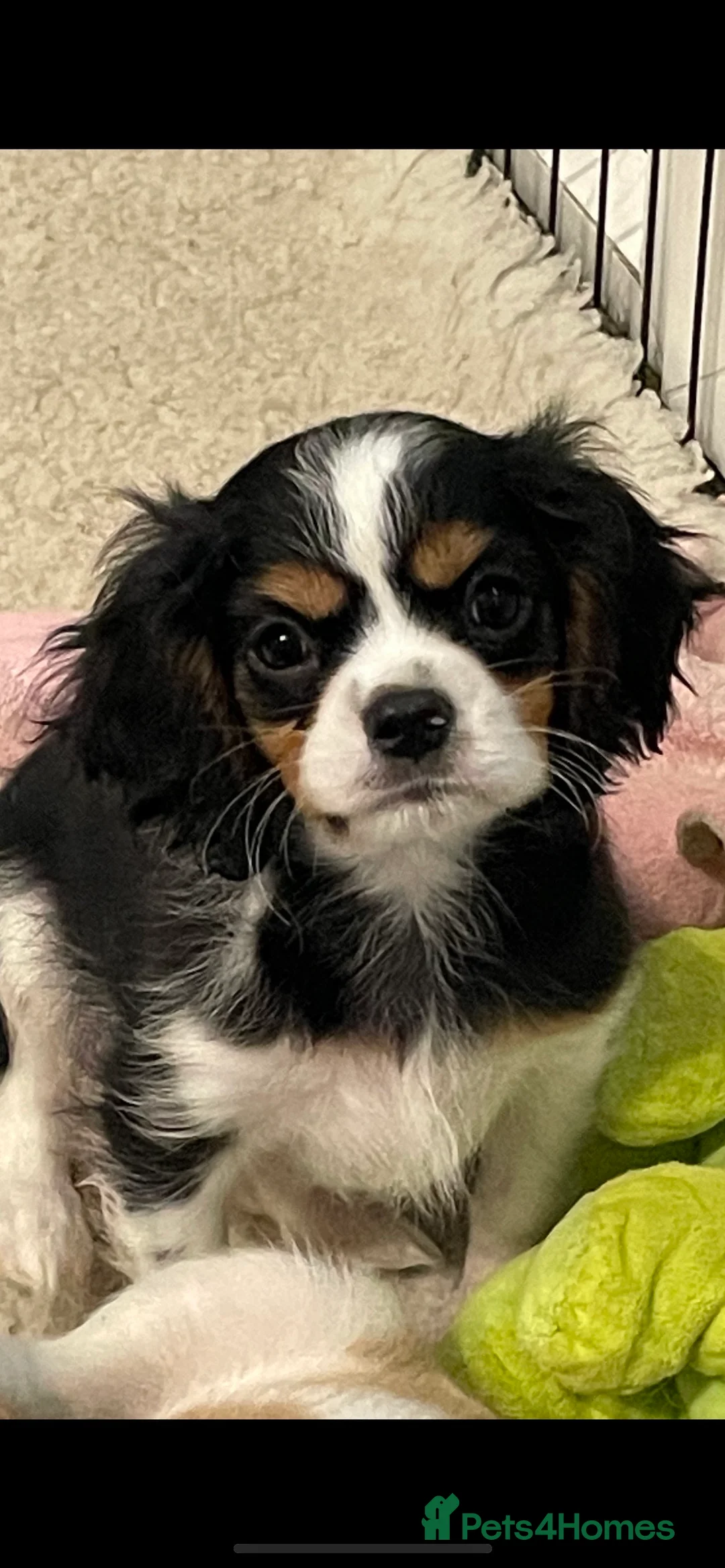 King Charles Spaniel dogs for stud: show quality King Charles cavalier for stud in Southport - Advert 7