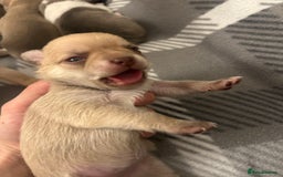 Chihuahua dogs for sale: Stunning smooth coat chihuahua puppies  - Image 10