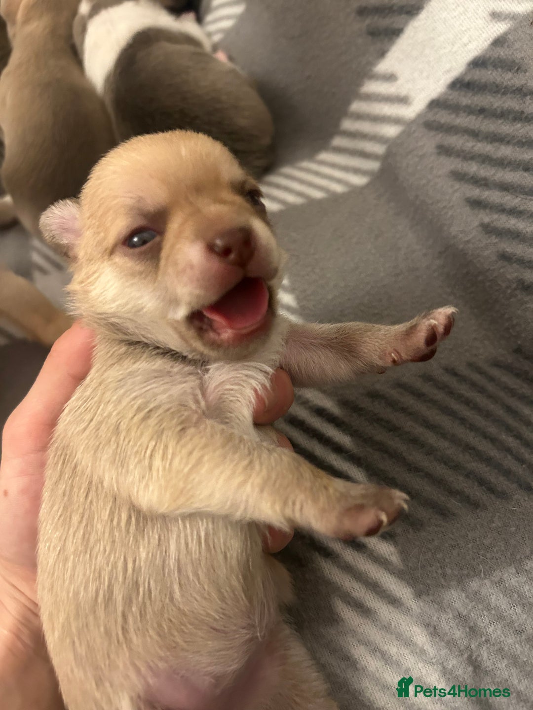 Chihuahua dogs for sale: Stunning smooth coat chihuahua puppies  - Image 10