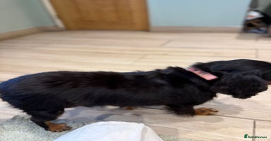 Cavalier King Charles Spaniel dogs - Advert 10