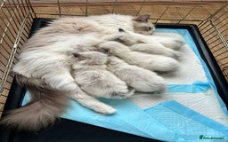Ragdoll cats for sale: Champion Blood Ragdoll Bi colour kittens  - Image 2