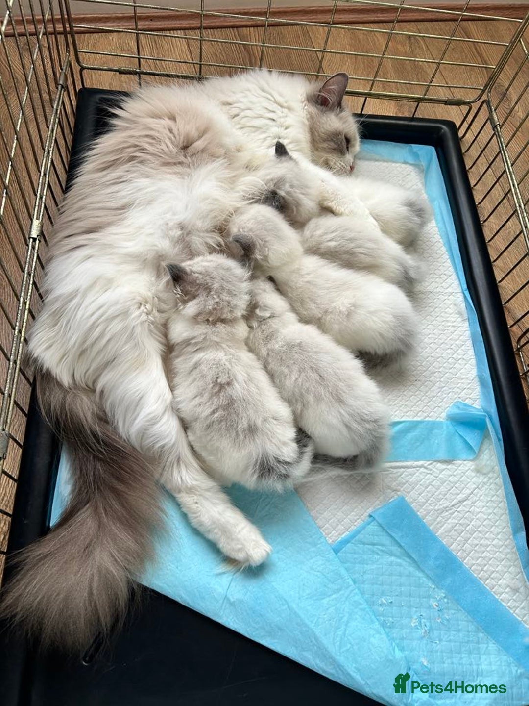 Ragdoll cats for sale: Champion Blood Ragdoll Bi colour kittens  - Image 2