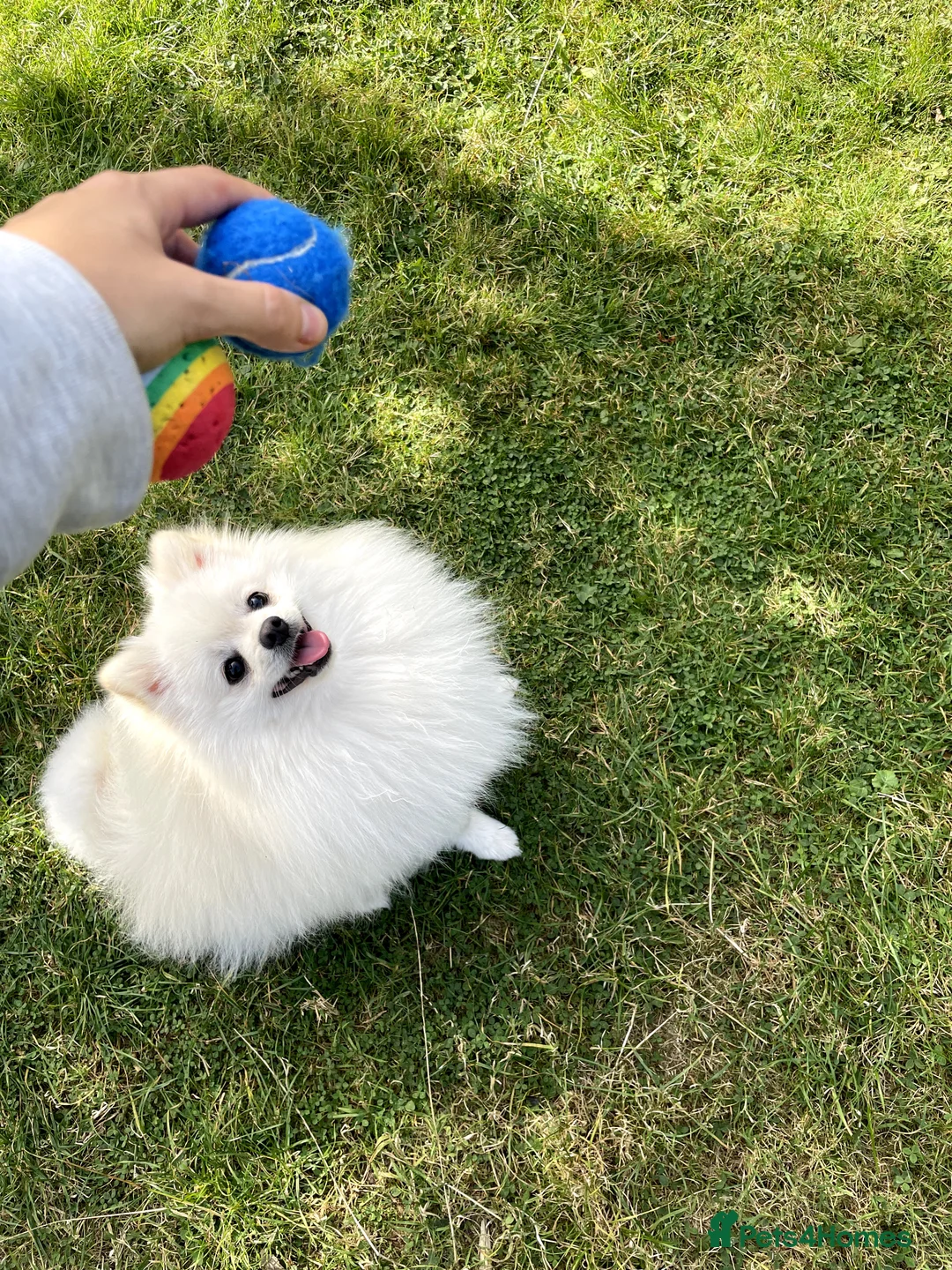Pomeranian dogs for stud: Proven White Cream Pomeranian male for Stud in London - Advert 4