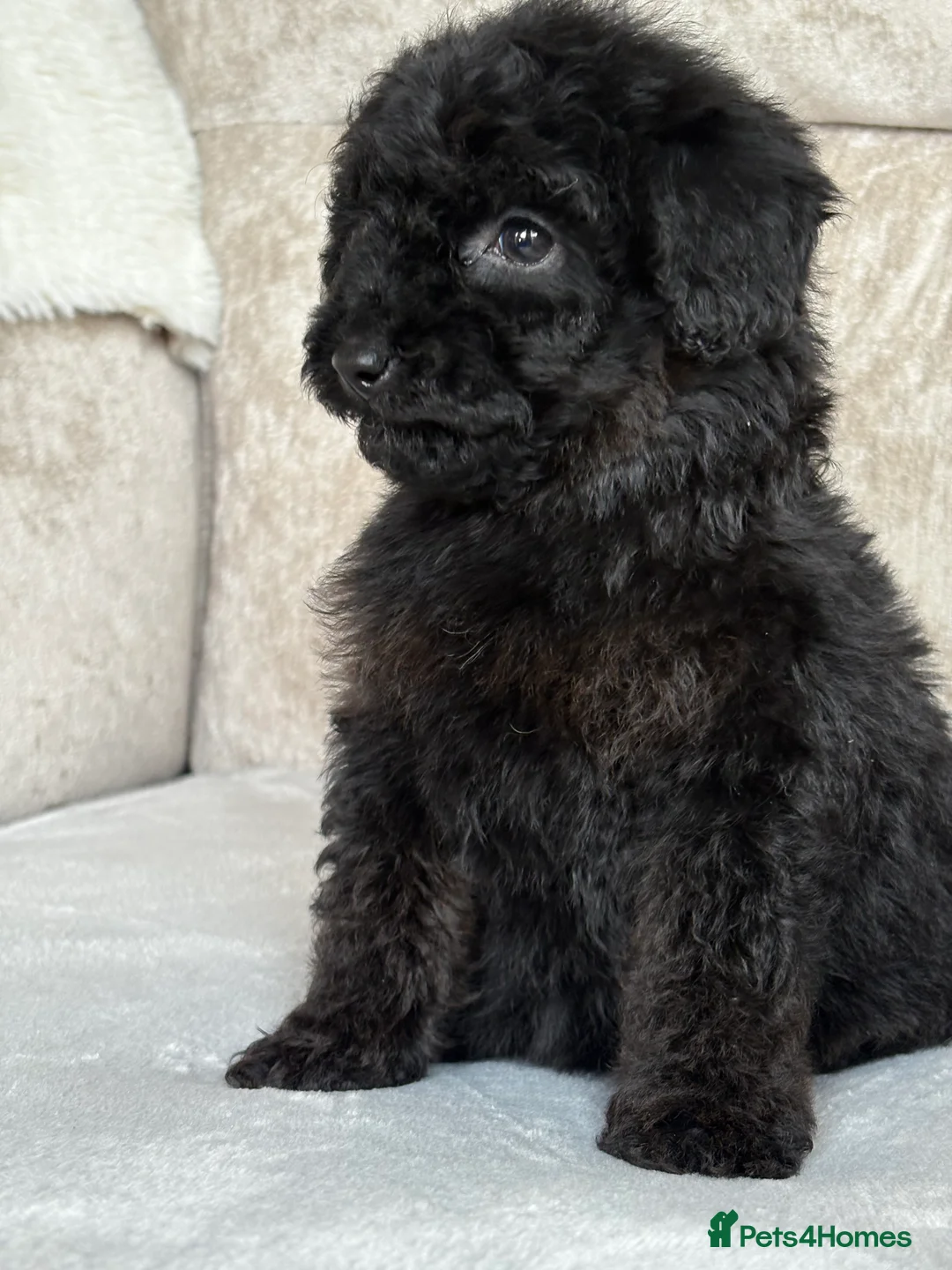 Miniature Poodle dogs for sale: Stunning miniature poodles - Advert 12
