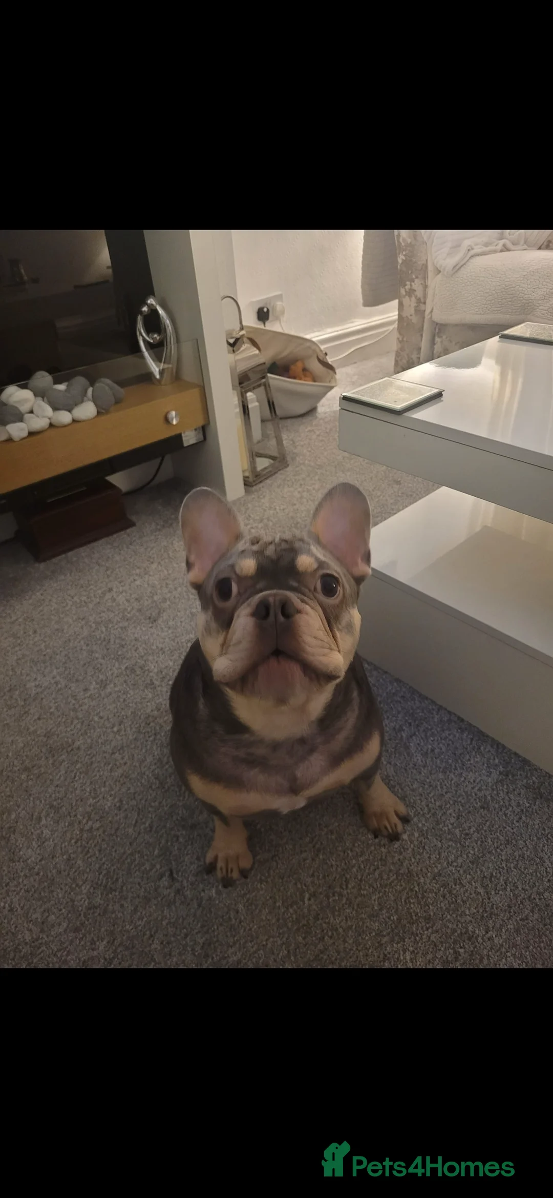 French Bulldog dogs for sale: Loving Male French Bulldog - Advert 5
