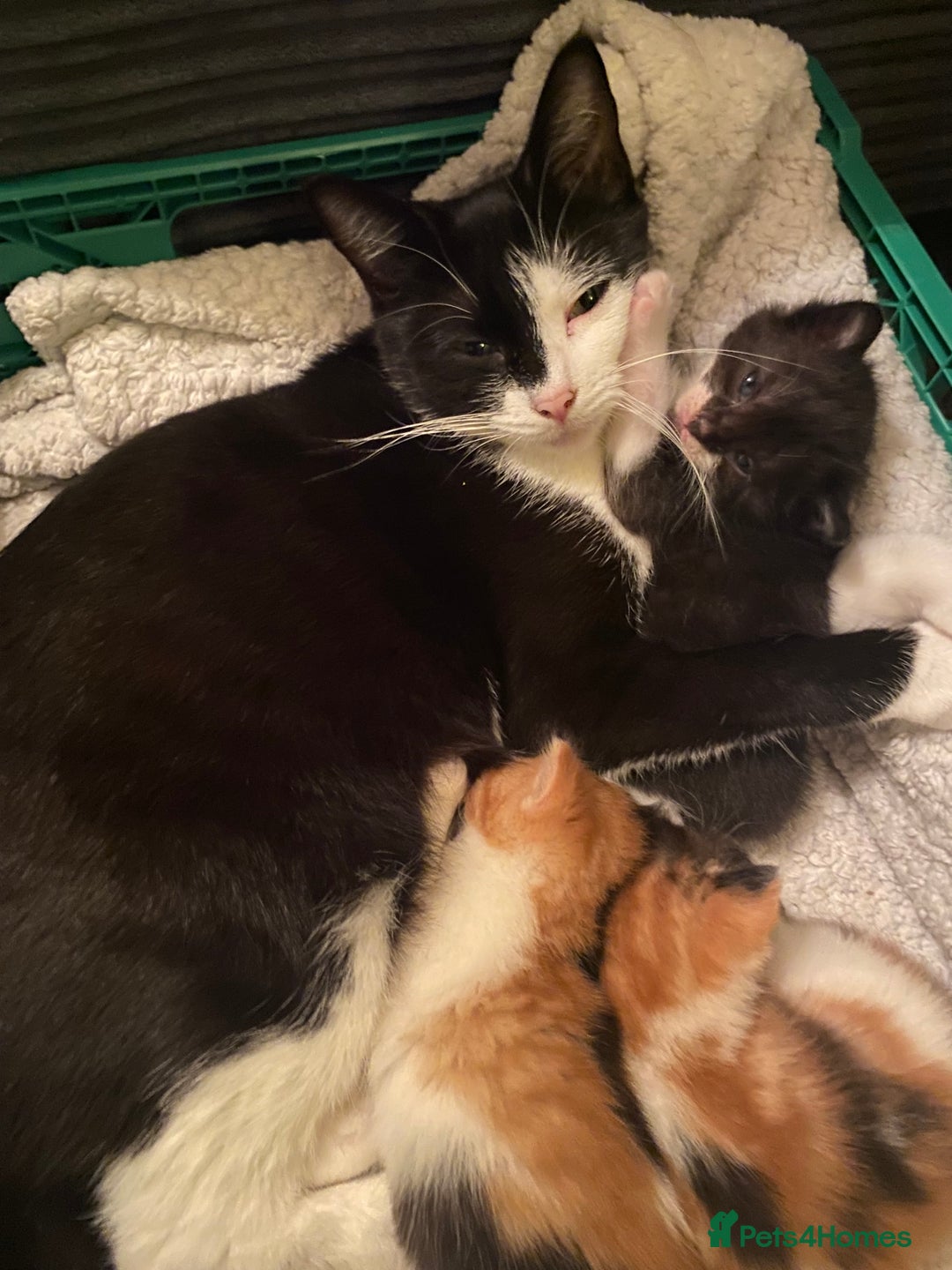 Domestic Shorthair cats for sale: Beautiful tuxedo boy - Image 12