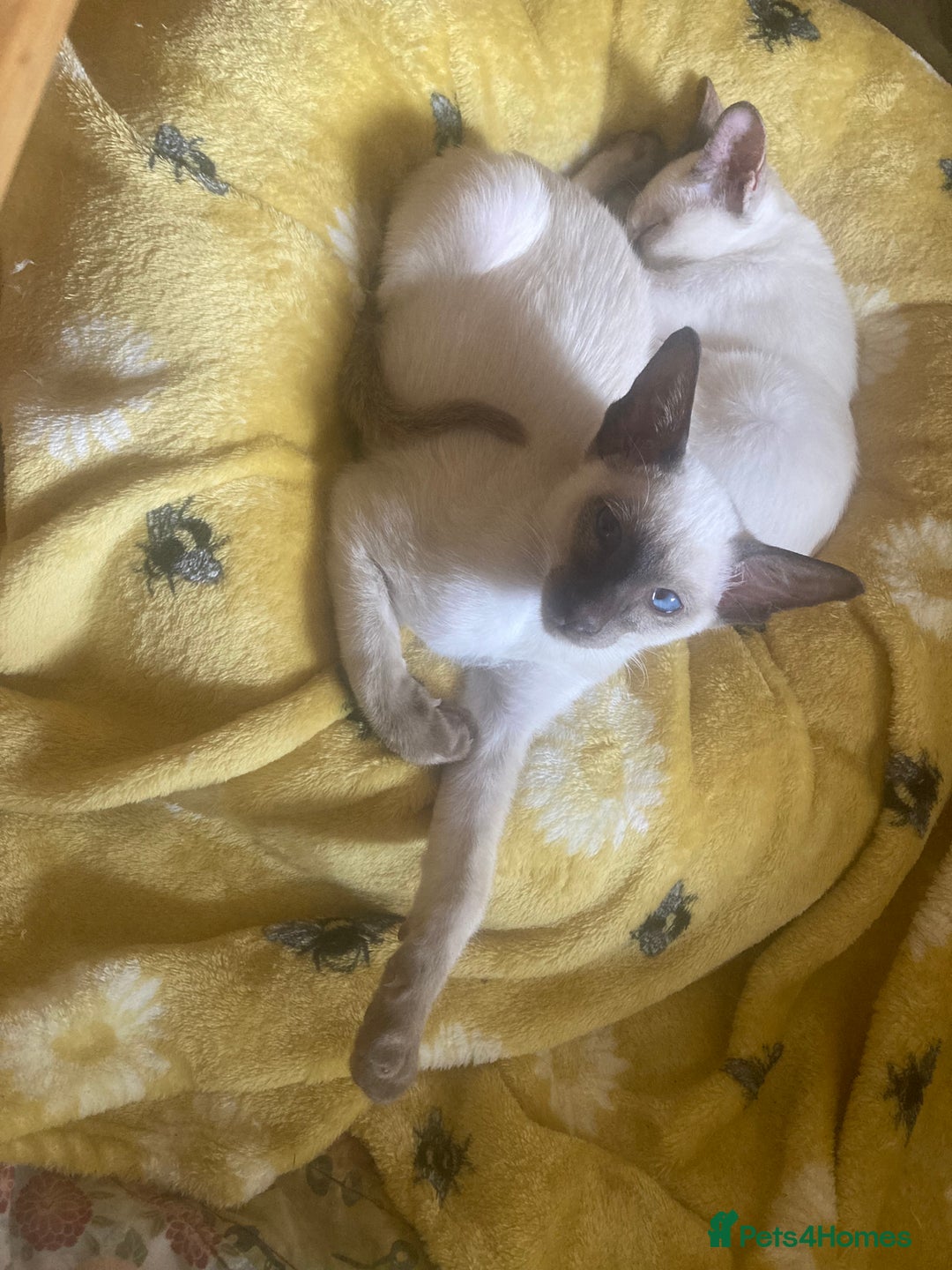 Siamese cats for sale: Siamese kitten - Image 2