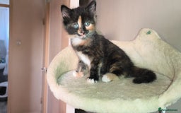 Mixed Breed cats for sale: 4 beautiful kittens - Image 12