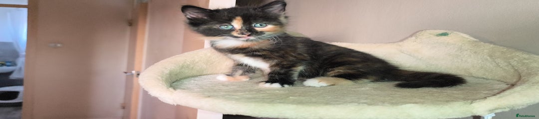 Tortoise shell 