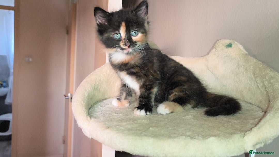 Mixed Breed cats for sale: 4 beautiful kittens - Image 12