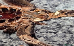 Tarantulas invertebrates for sale: N chromatus - Image 2
