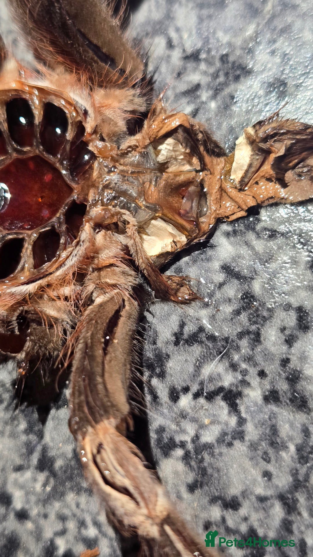 Tarantulas invertebrates for sale: N chromatus - Image 2