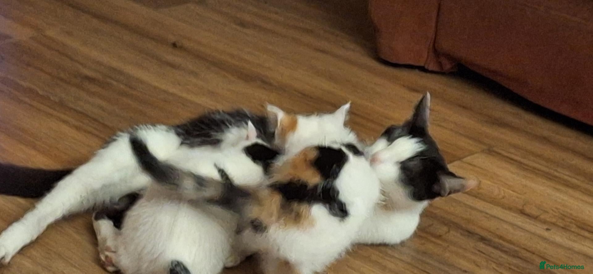 Mixed Breed cats for sale: Stunning kittens for sale - Advert 14