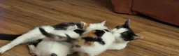 Mixed Breed cats for sale: Stunning kittens for sale in Street - Advert 1
