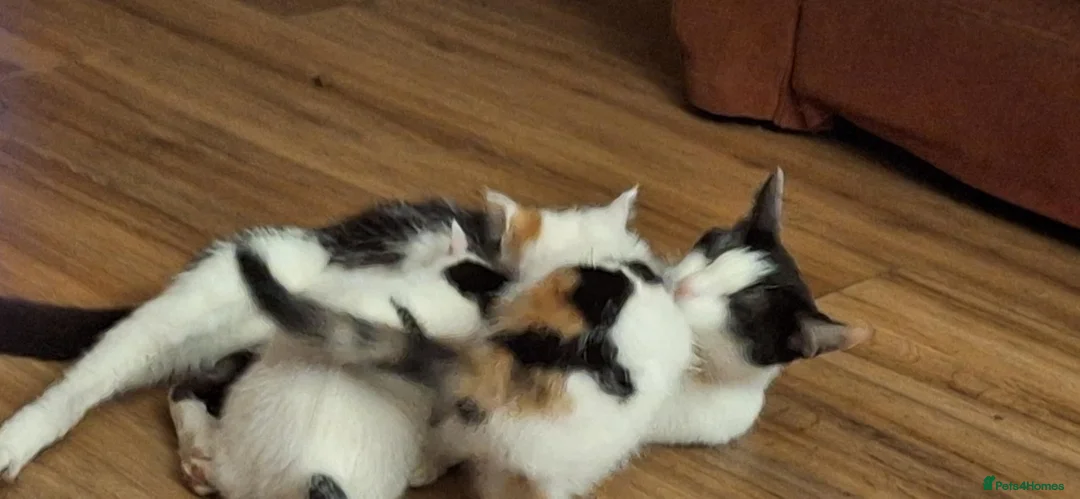 Mixed Breed cats for sale: Stunning kittens for sale in Street - Advert 1