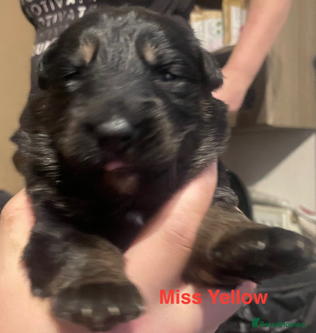 German Shepherd dogs for sale: Straight-topline German Shepherd puppies - Image 16