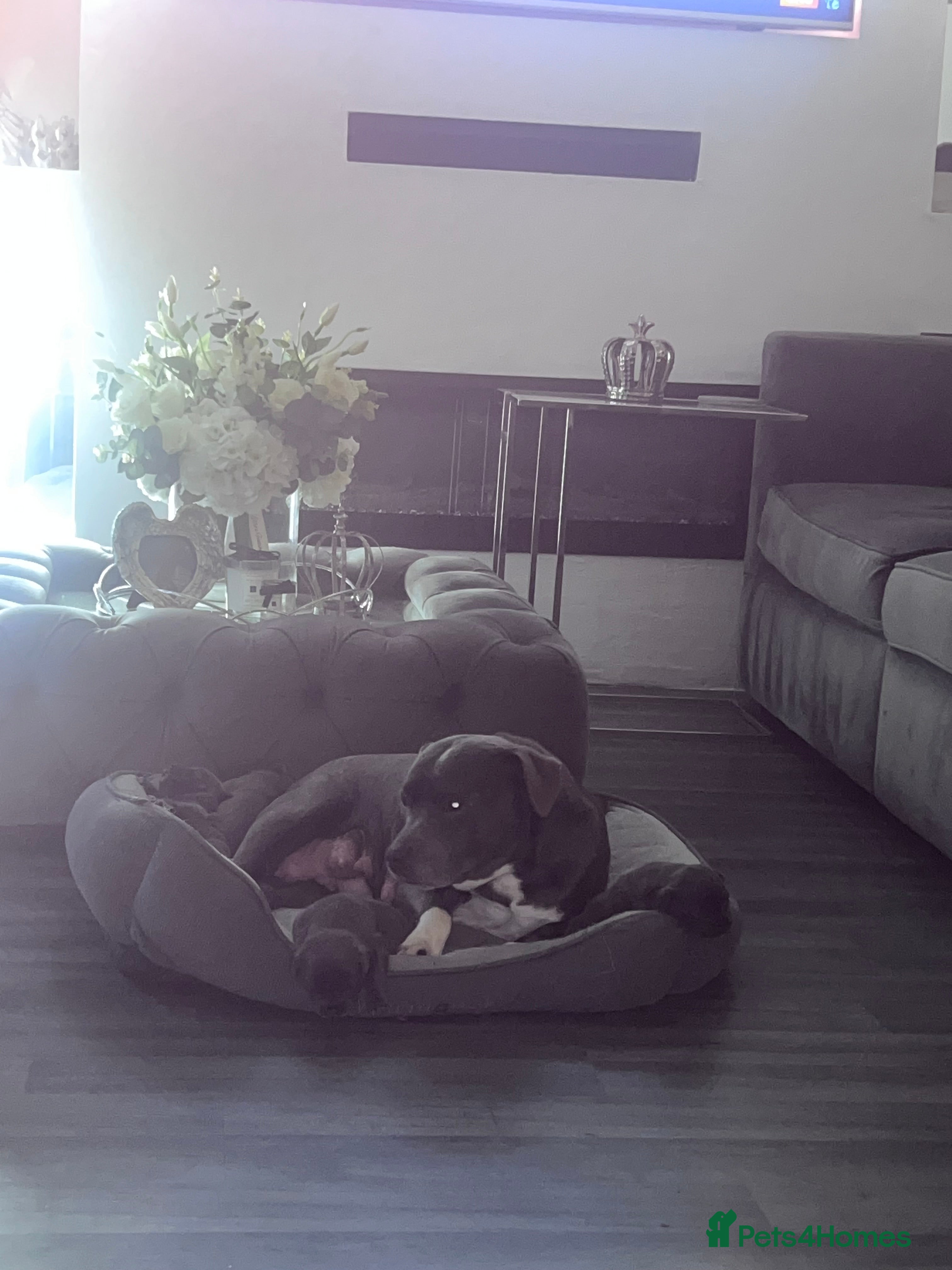 Staffordshire Bull Terrier dogs kC REGISTERED 5 STAR BLUE PUPPYS FOR SALE  - Advert 14