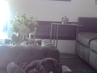 Staffordshire Bull Terrier dogs kC REGISTERED 5 STAR BLUE PUPPYS FOR SALE - Advert 18