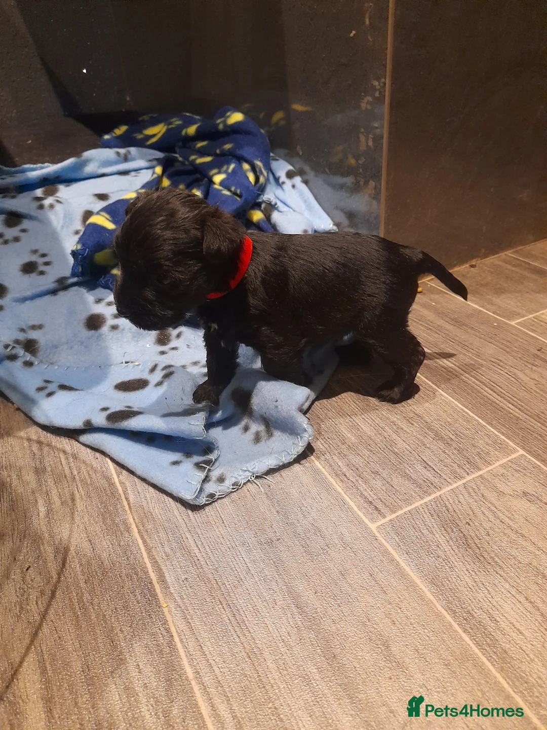 Mixed Breed dogs for sale: Snorkie pups - Advert 23