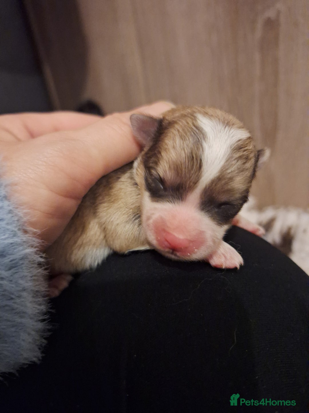 Pomeranian dogs for sale: Little cuties - Advert 24