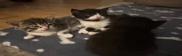 Mixed Breed cats for sale: Adorable kittens looking for their forever homes - Advert 17
