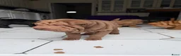 Shar Pei dogs for sale: LOVELY SHARPEI Price Negotiable - Advert 2