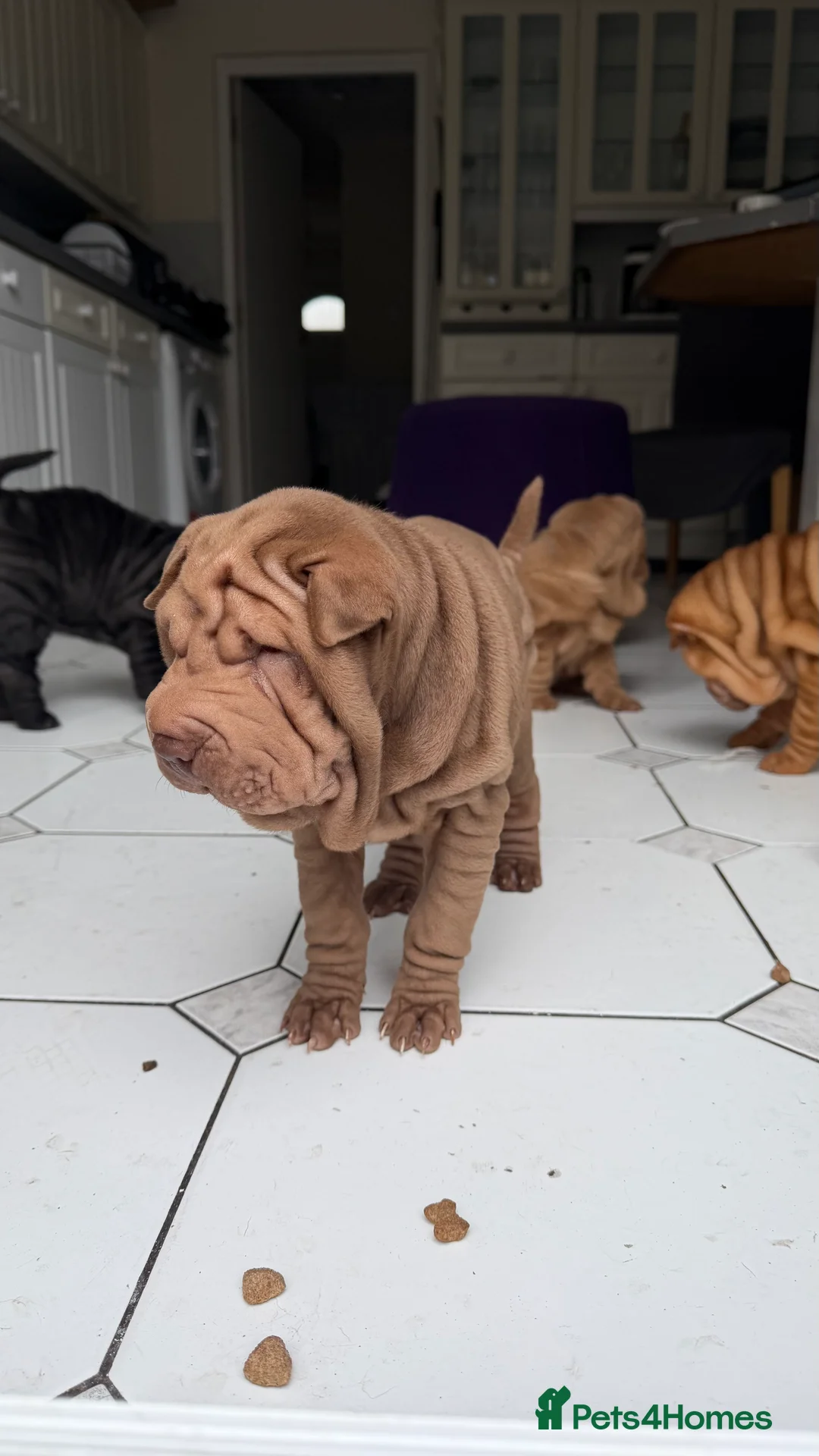 Shar Pei dogs for sale: LOVELY SHARPEI Price Negotiable - Advert 2
