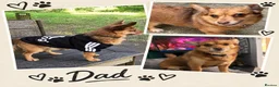 Mixed Breed dogs for sale: Cockapoo x Chihuahua mix puppies 🐶  - Advert 9