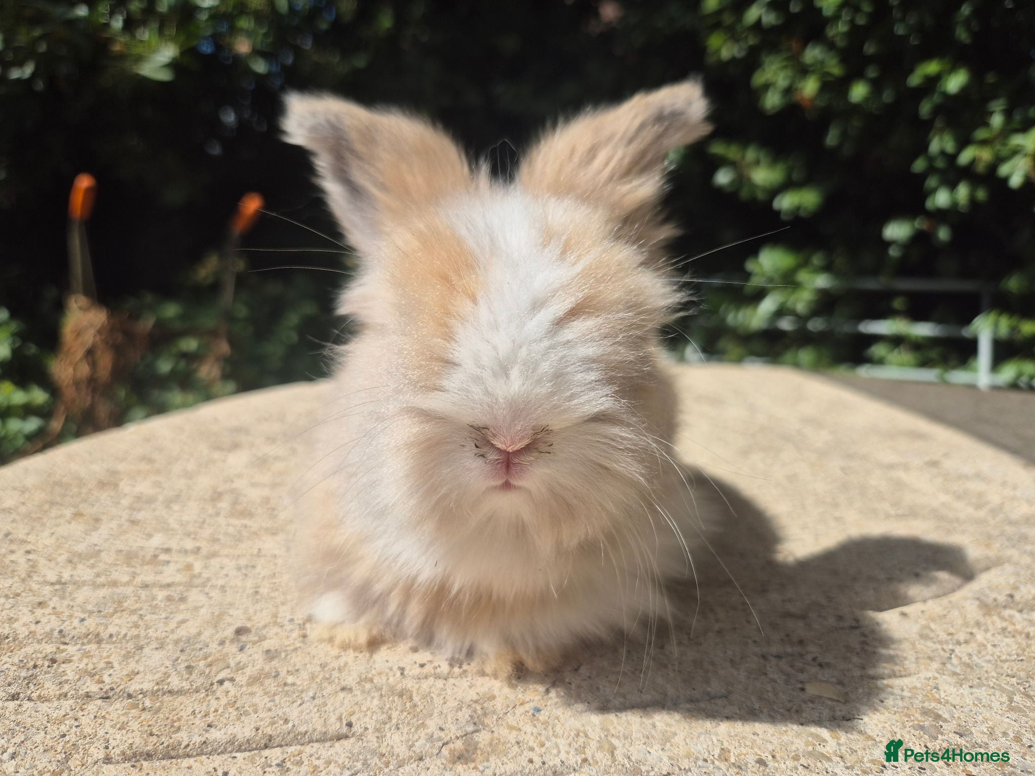 Angora rabbits 🩷 FULL FACE ANGORA BABIES- PARENTS FROM🇫🇷 - Advert 1