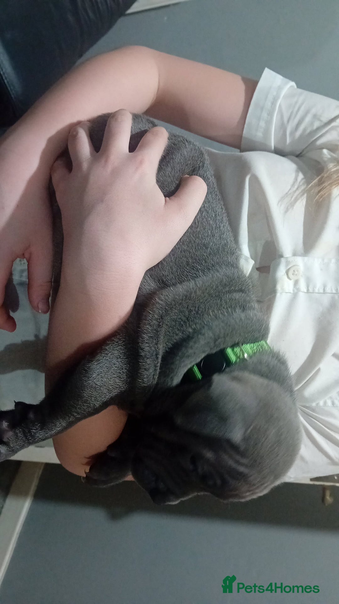 Staffordshire Bull Terrier dogs for sale: **Gorgeous blue staffy pups** - Advert 11