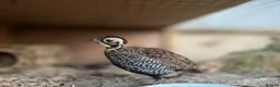 Quail poultry for sale: Montezuma quail mearns quail pre order in Rotherham - Advert 1