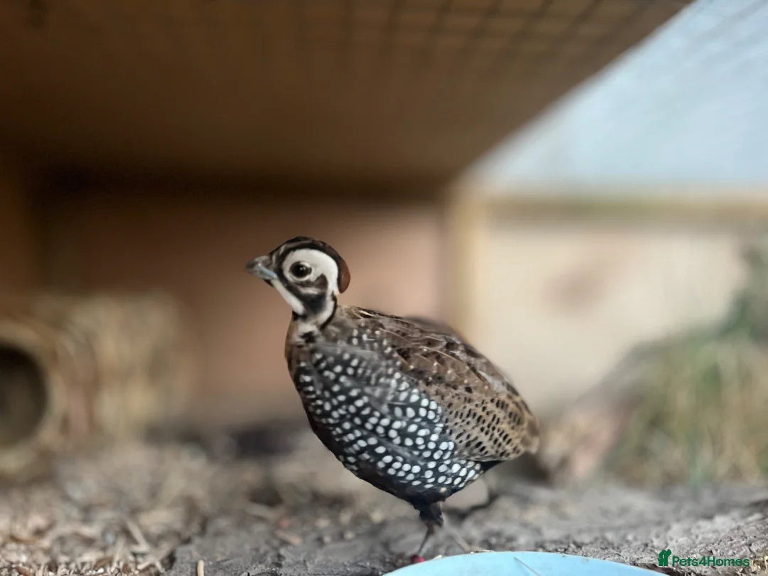 Quail poultry for sale: Montezuma quail mearns quail pre order in Rotherham - Advert 1