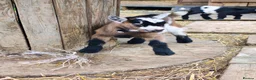 Goats livestock for sale: Pygmy goats kids - Advert 2